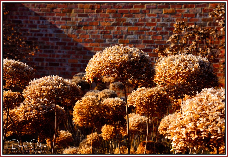 Dried-Hydrangea-Heads