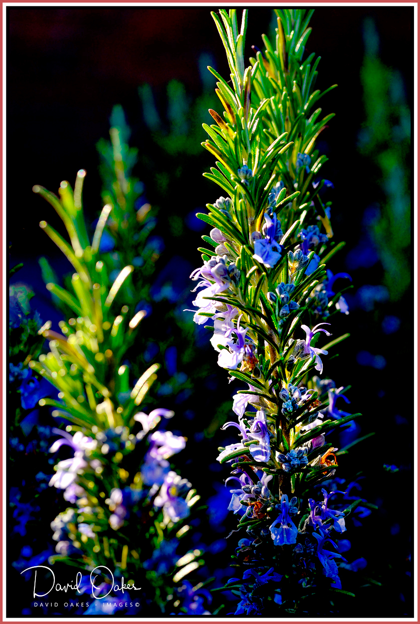 Rosemary