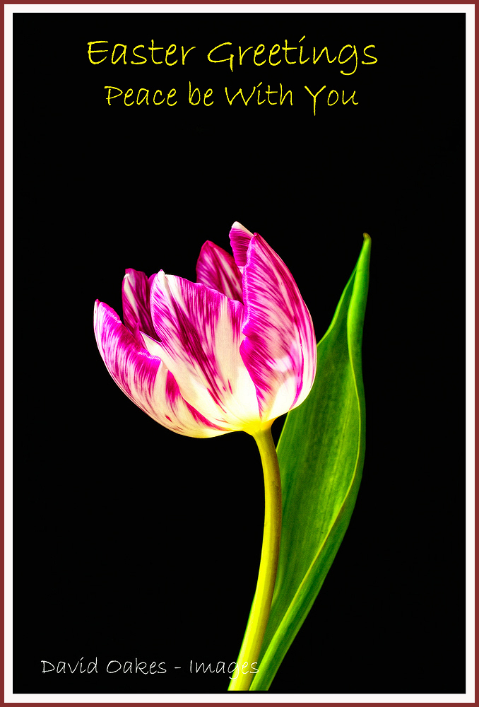 Easter Greetings Tulips