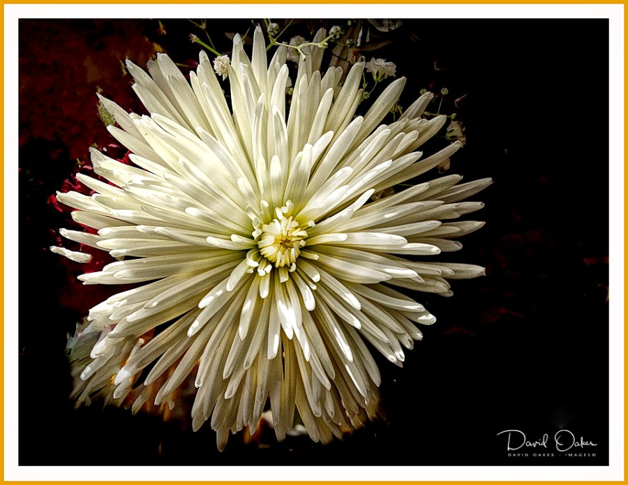 Dahlia White Star