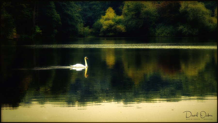 Swan at Dusk