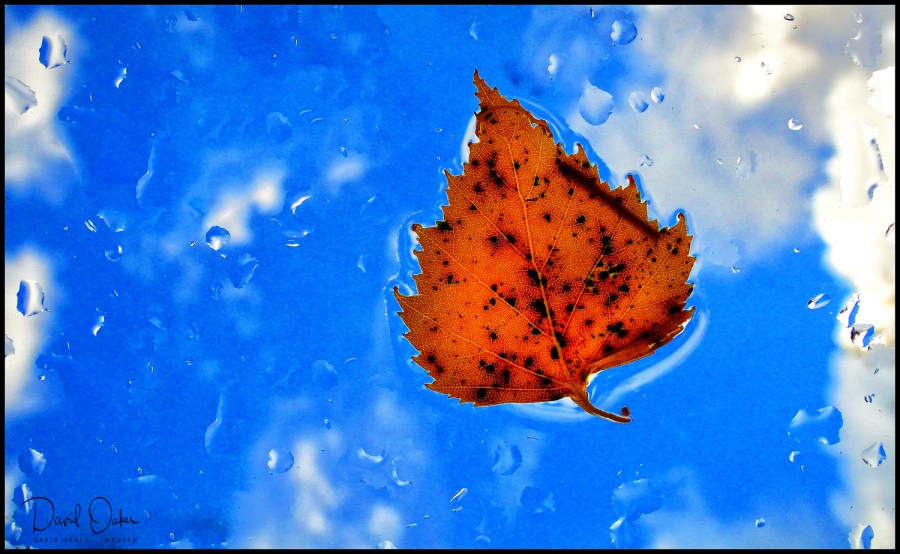Leaf on Glass