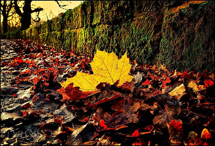 _1010782-(1)qqq copy