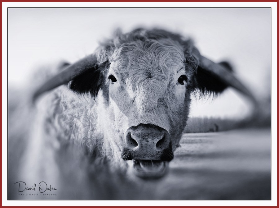 LONG-HORN-COW-Portrait-2