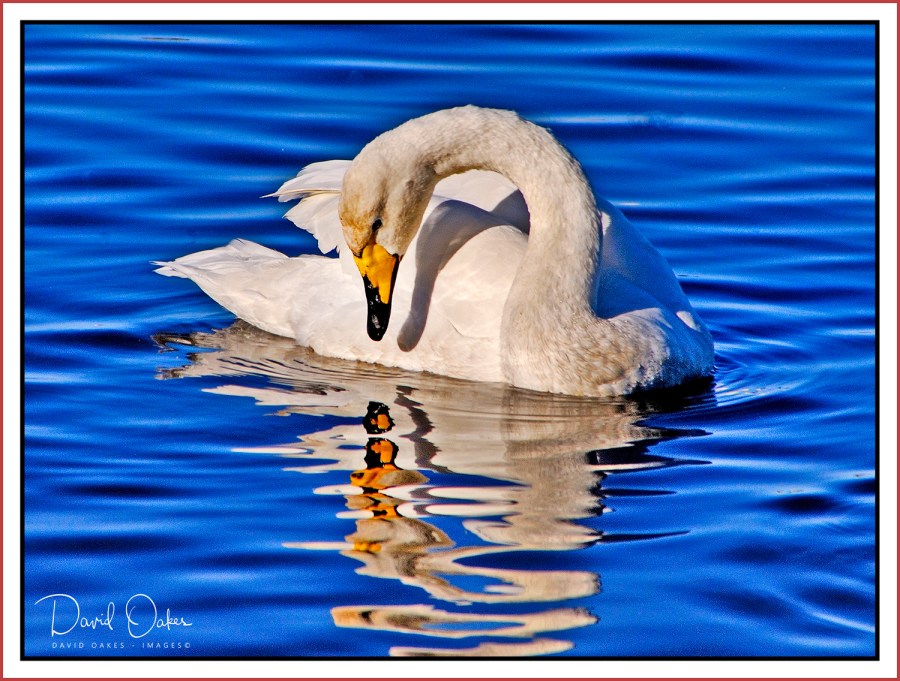 SWAN-0066