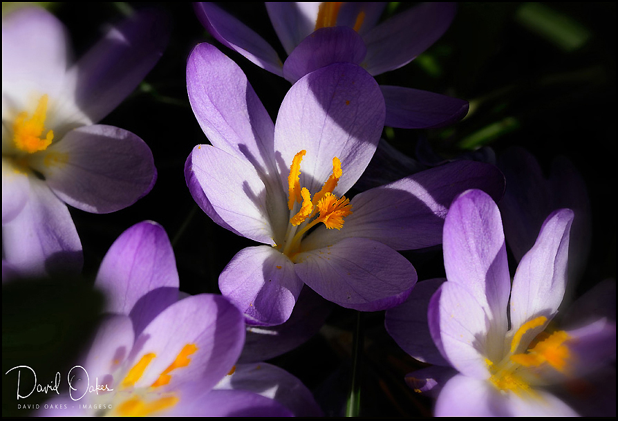 Crocus