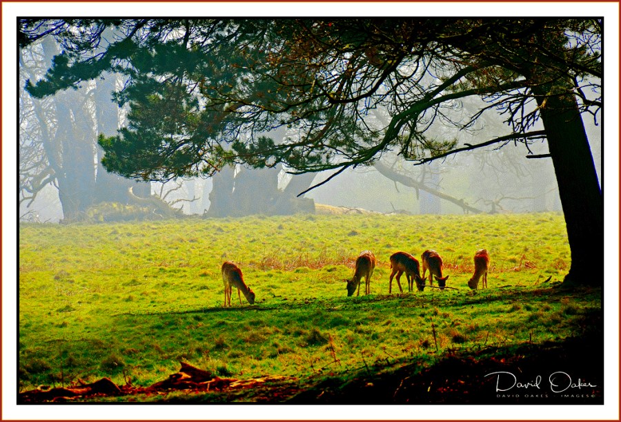 Deer-at-Dawn..