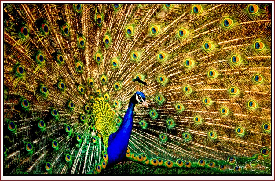 Peacock