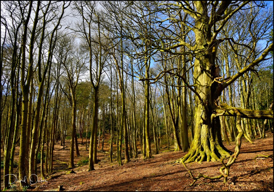 Woodland-Sunshine-2.3.20