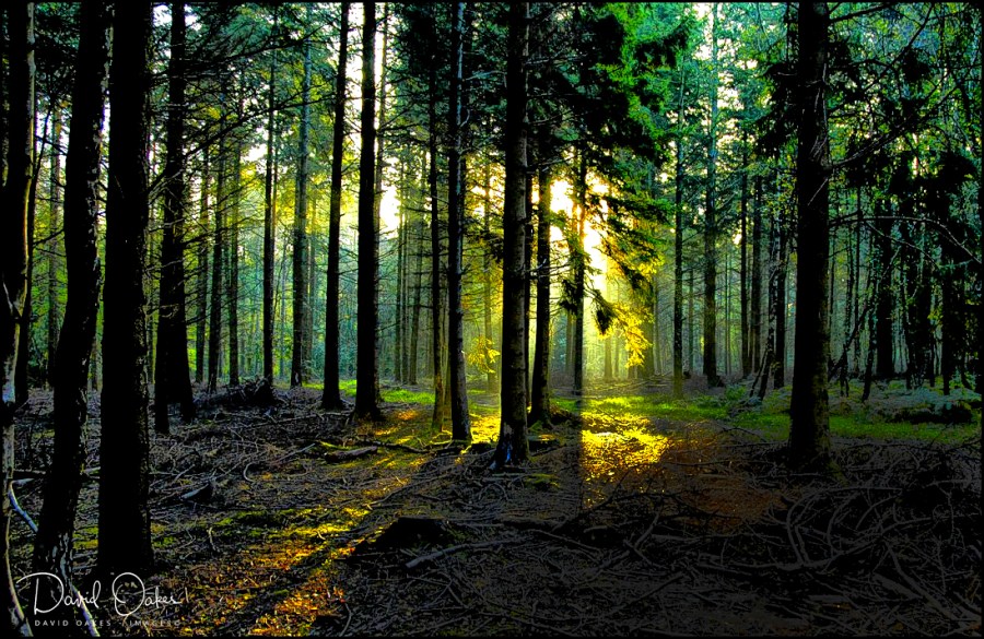 Dawn New Forest