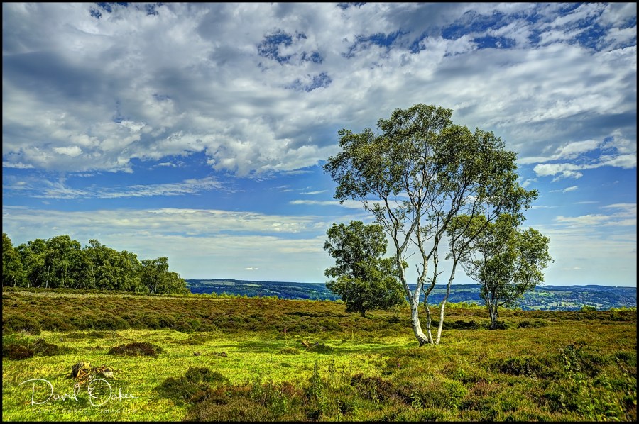 Stanton-Moor-Silver-Birch_filtered