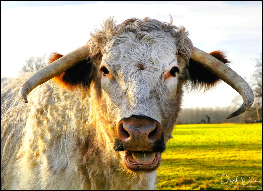 LONG-HORN-COW-Portrait-2