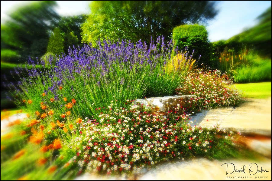 Lavender-Steps-print-(2)