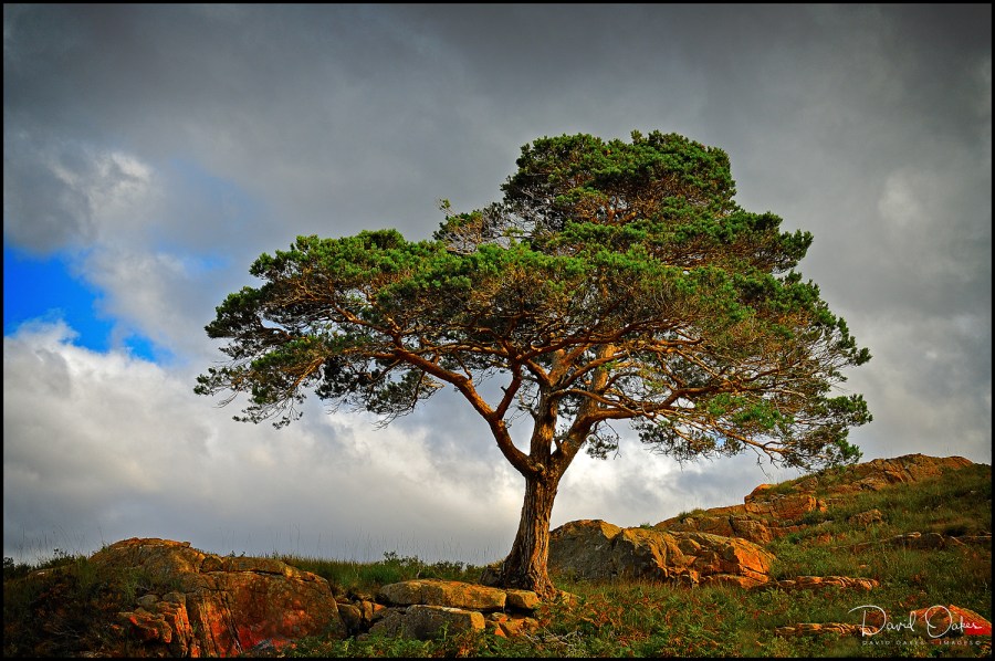 Pine-at-Torridon