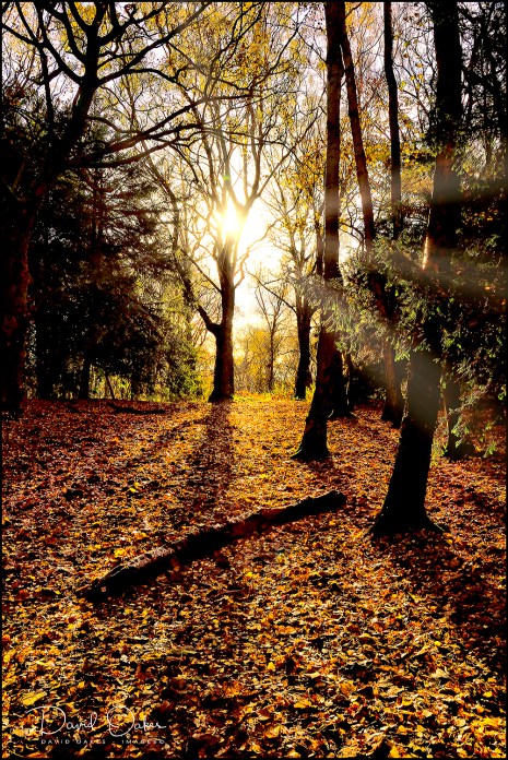 _DSC9560_00013qqq-(1)