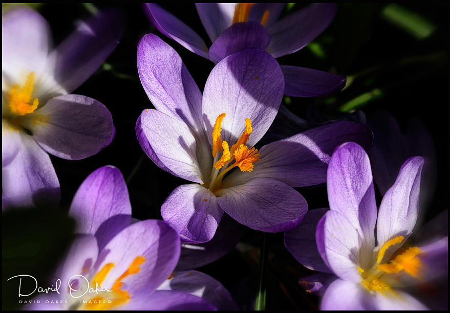 Crocus