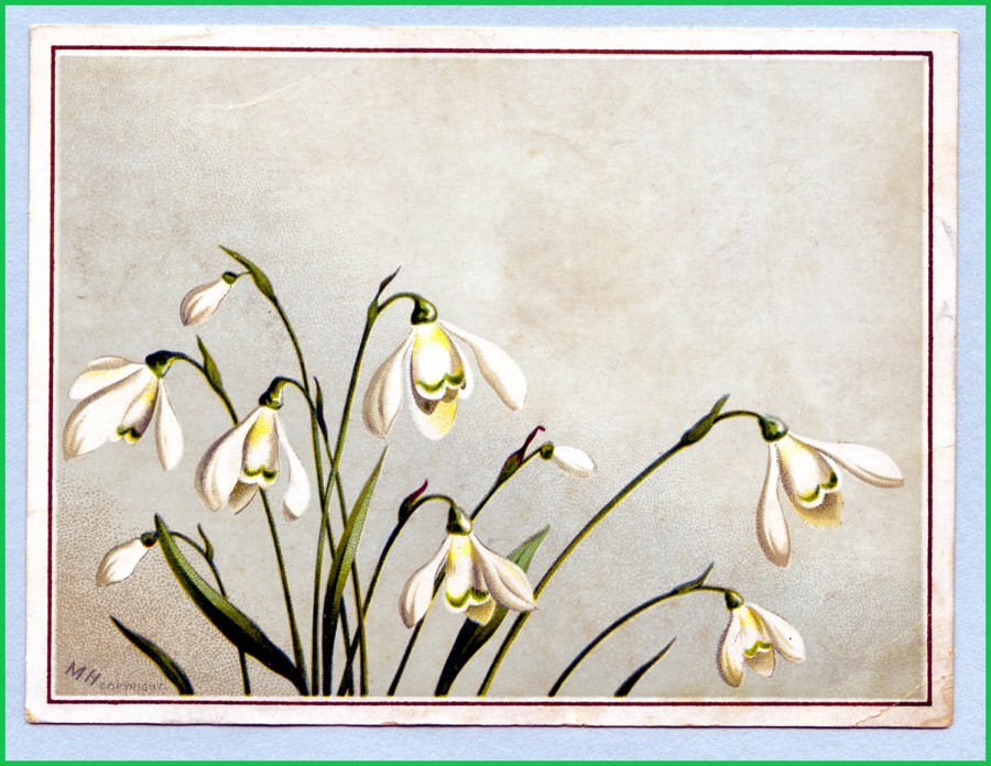 snowdrop-card023