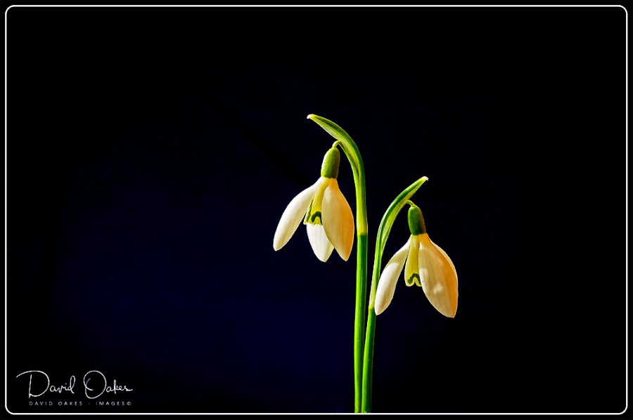 Snowdrops-26.1