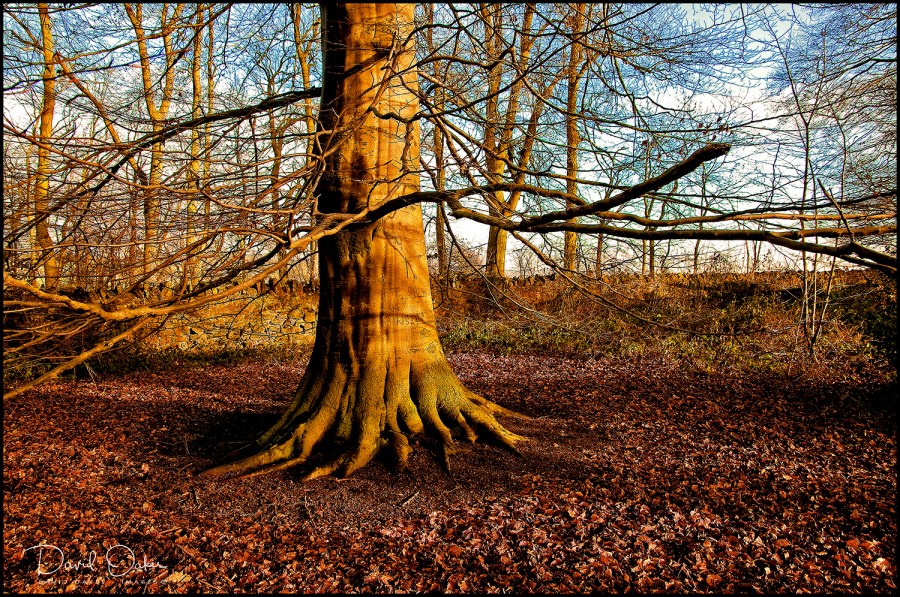 Beech Woods