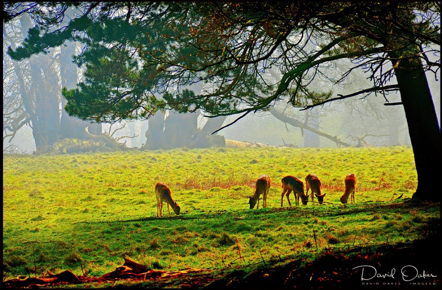Deer-at-Dawn..