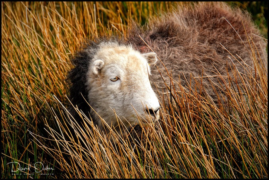 Herdwick-Ewe