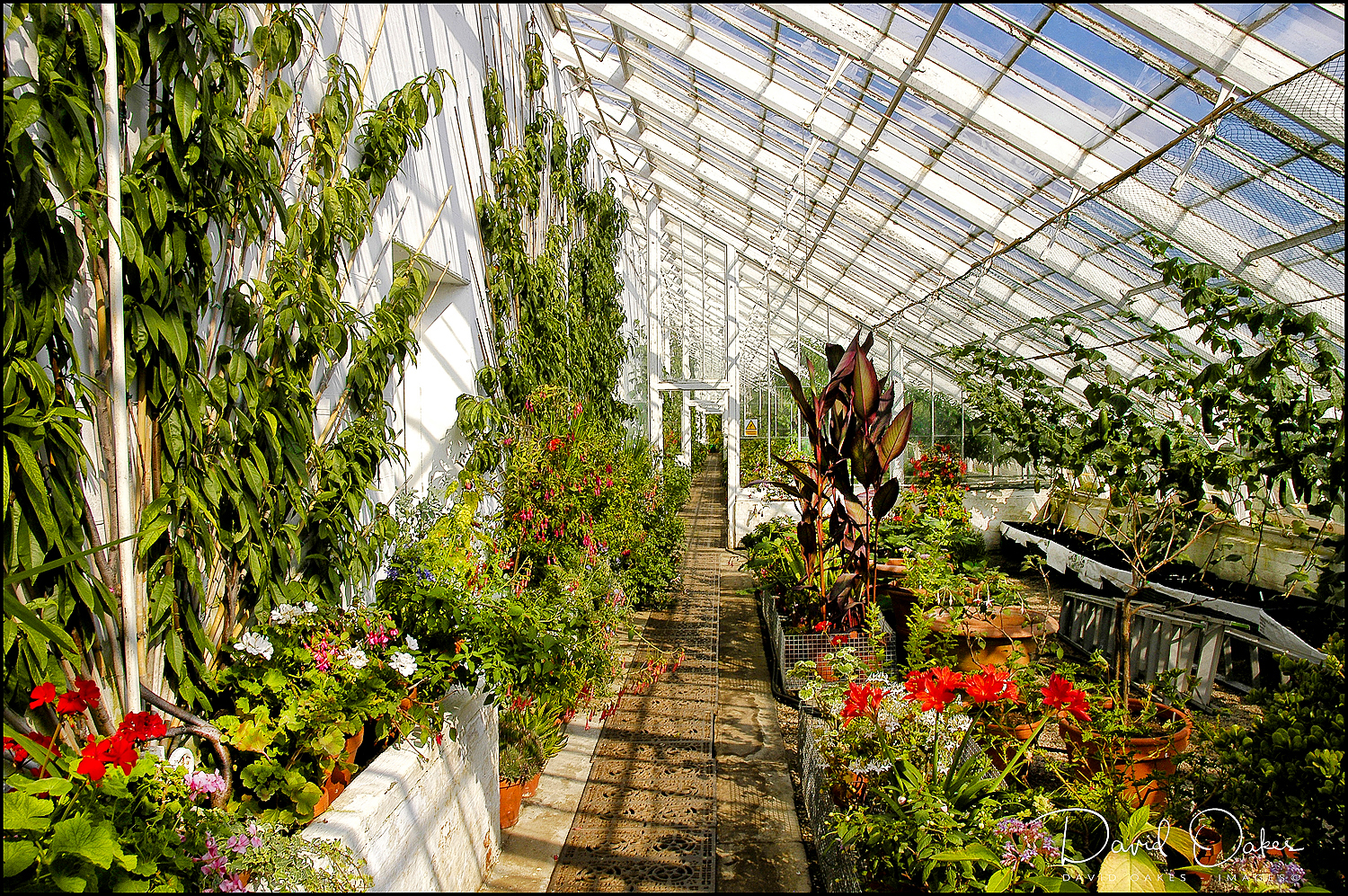 The Long Glass Houses in the Kitchen Garden @ CLUMBER PA (1)