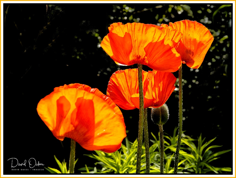 P is for Poppy