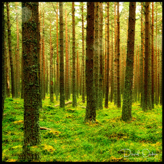 Pine-woods-in-the-Rain