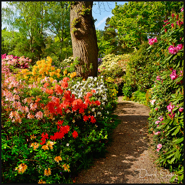Rhododendron Spring