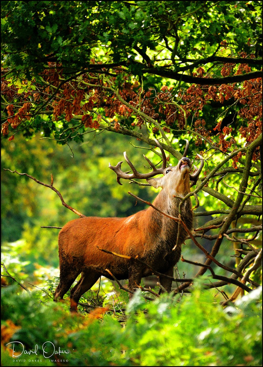 Red-Stag-Grazing