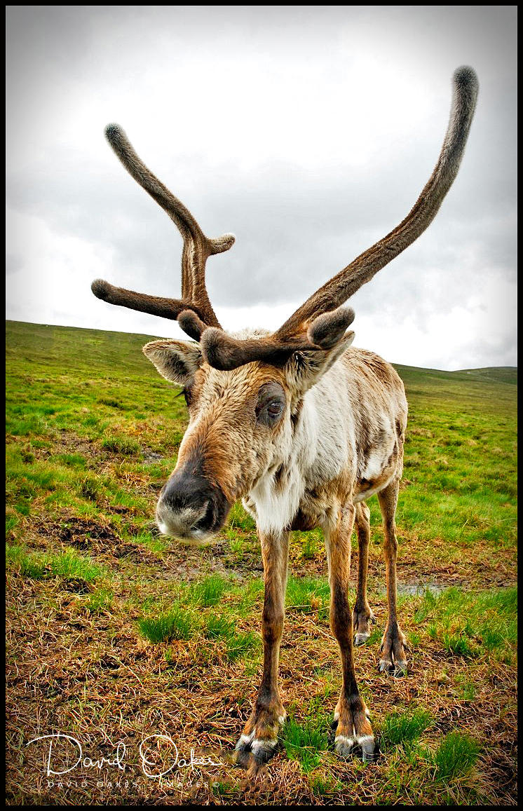 47 Reindeer on Airgiod-Meall, Cairngorms, Scotland 001_renamed_22355