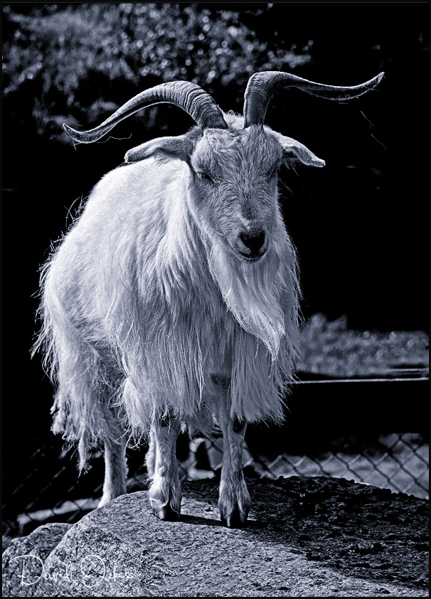 Billy-Goat-Gruff BW