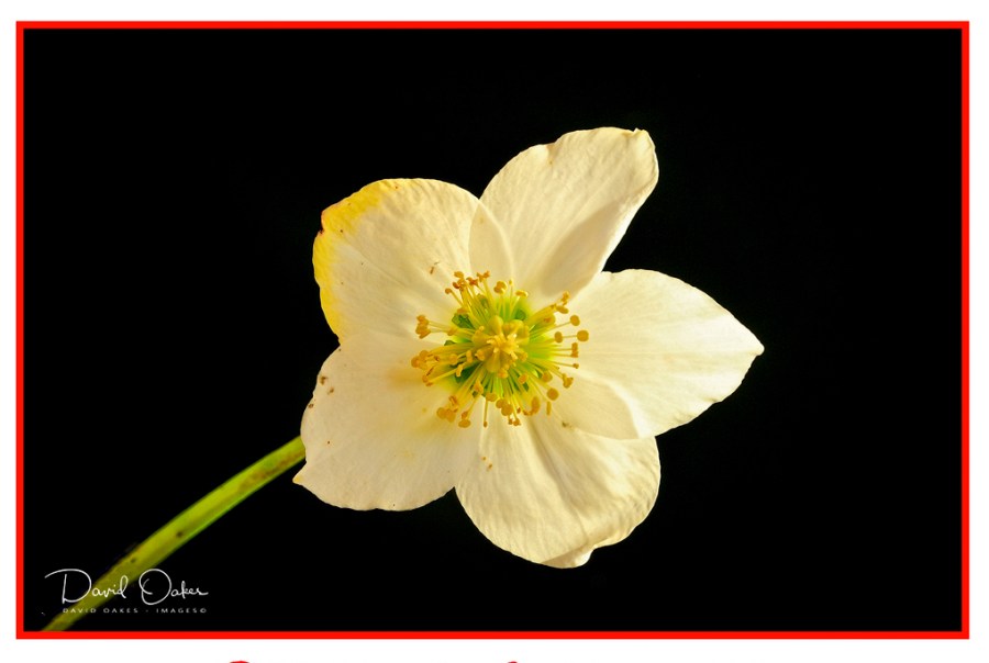 Christmas-Rose-11788-(2)-