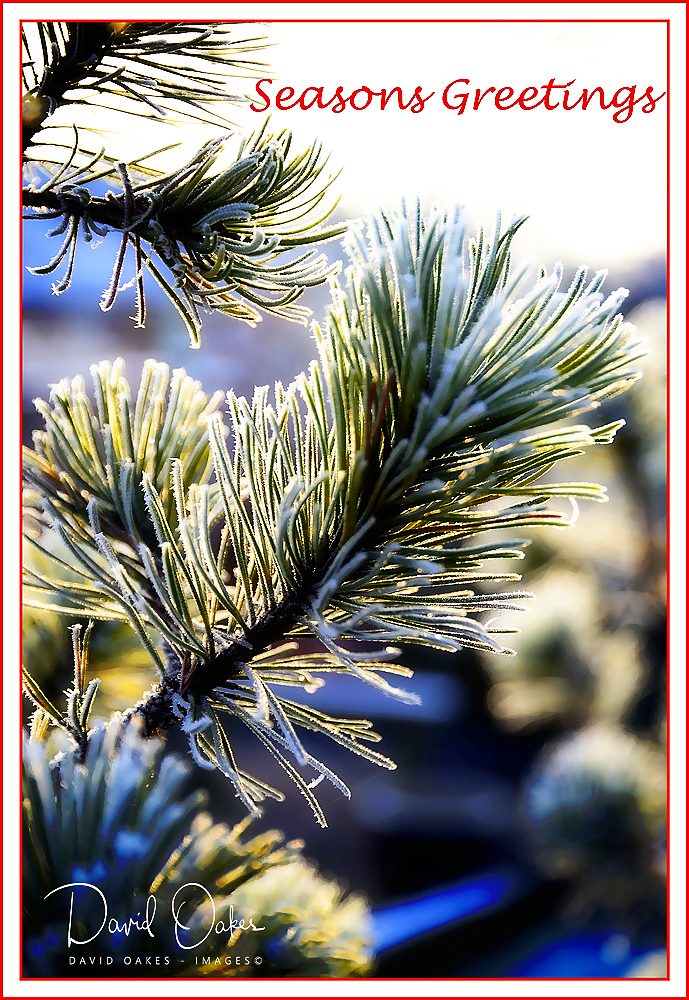 Scots-Pine-in-Snow-greeting