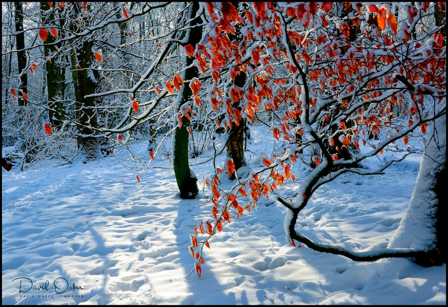 Snow-and-Beech
