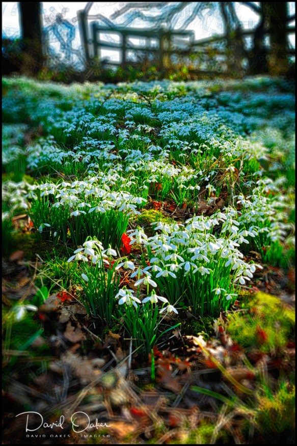 Snowdrops-V-DIMMINSDALE_0036