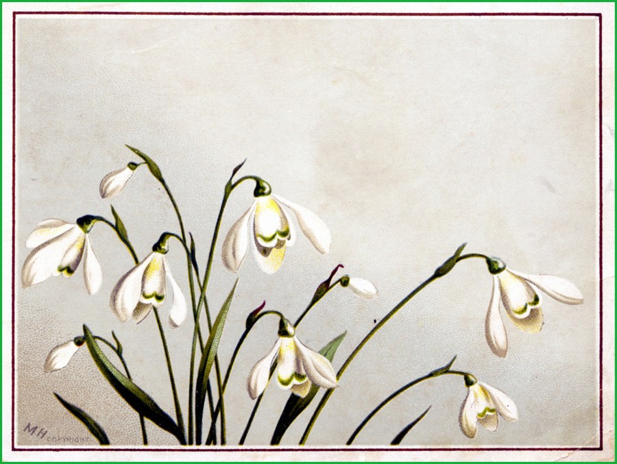 snowdrop-card023