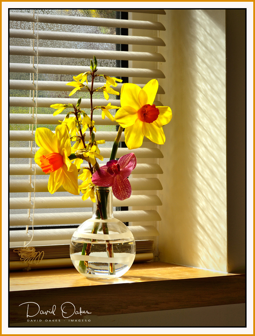 Window-Daffs-1