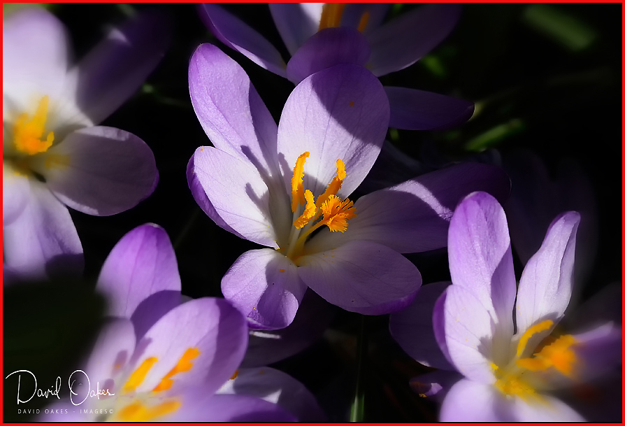 Crocus