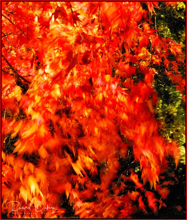 Westonbirt--Blowing-in-the-Wind