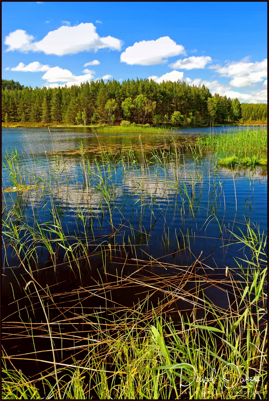 58 Uath Lochans, Farleitter, Glen Feshie,Cairngorms, Scotland 0721