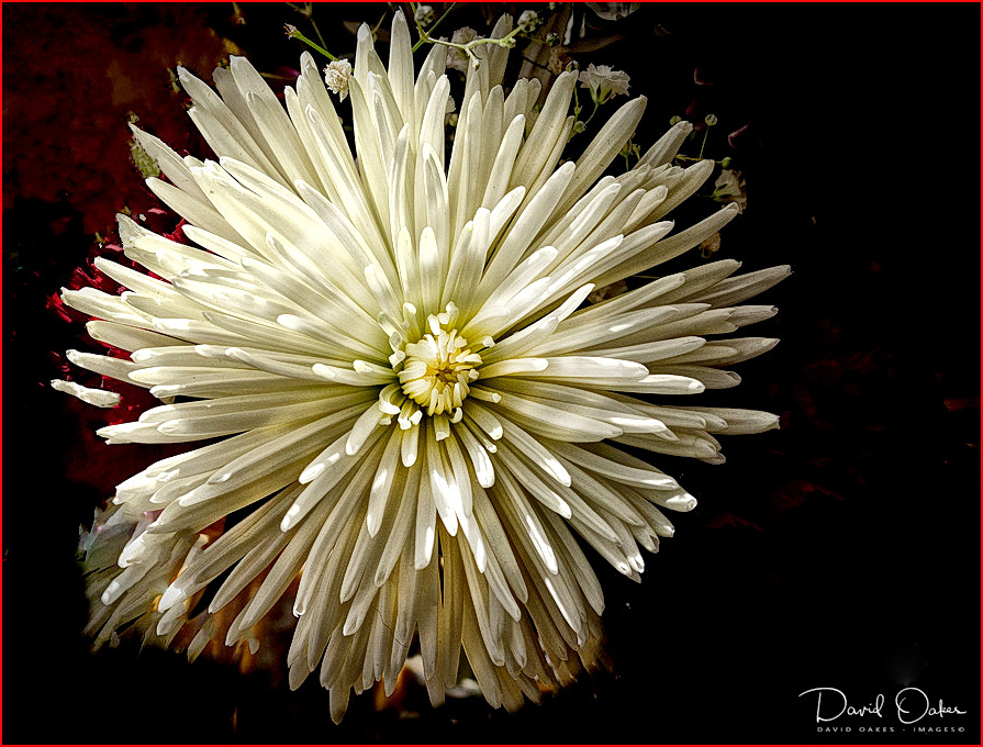 Dahlia White Star