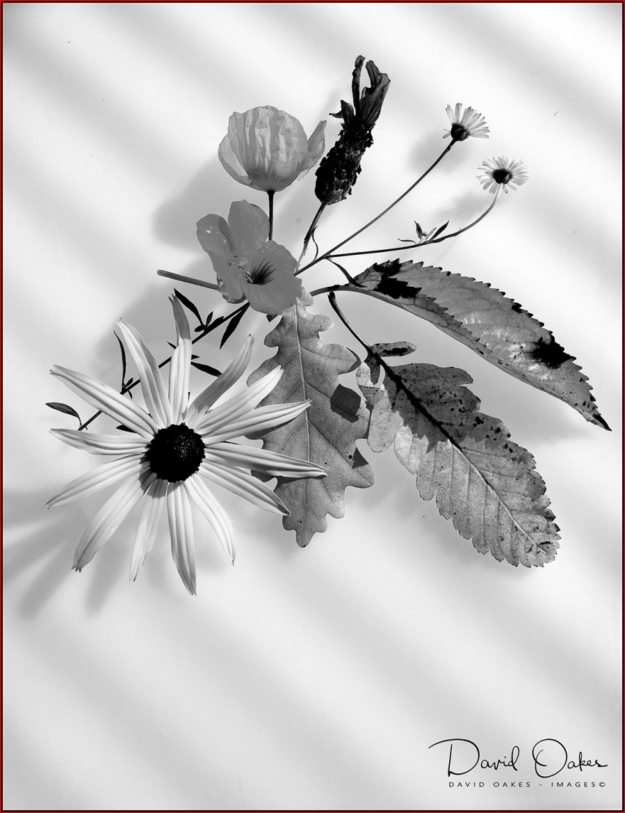 _DSC8656_00008qqq bw