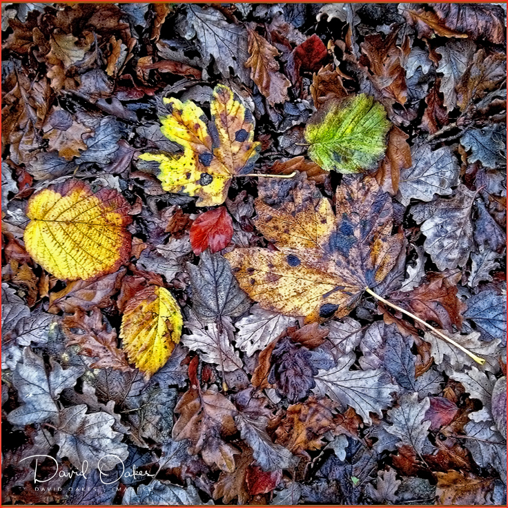 Wet November Leaves