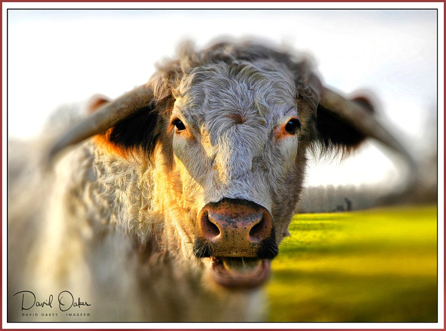 LONG-HORN-COW-Portrait-2