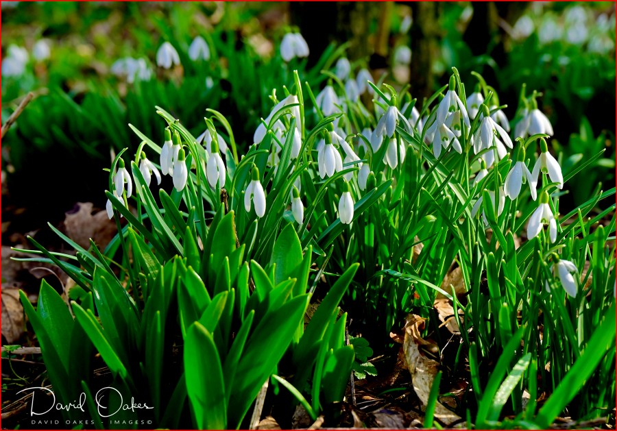 _DOX2305_00001qq - Copy