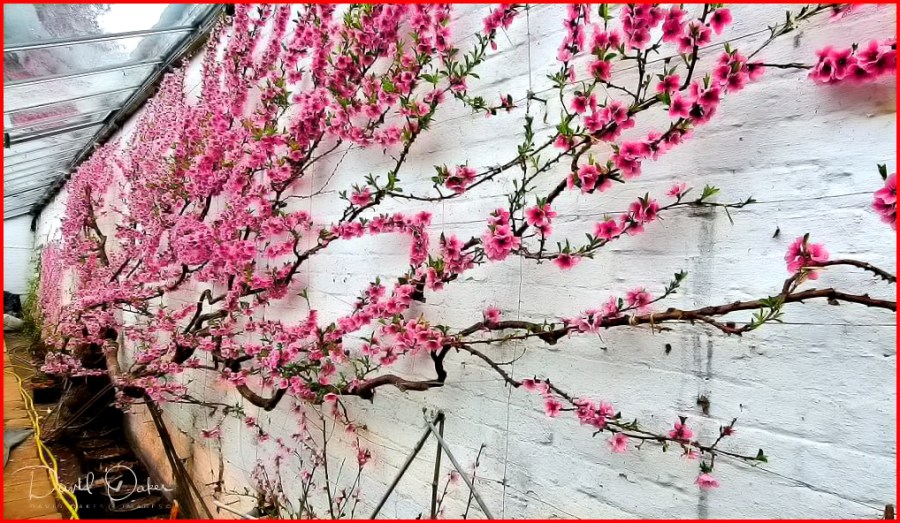 Peach Blossom