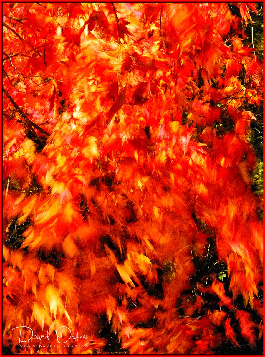Westonbirt--Blowing-in-the-Wind