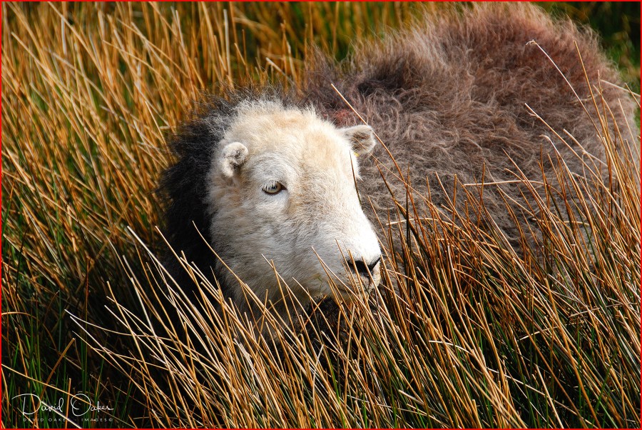 CUMBRIA,-Herdwick-Ewe,-Borrowdale,-0033