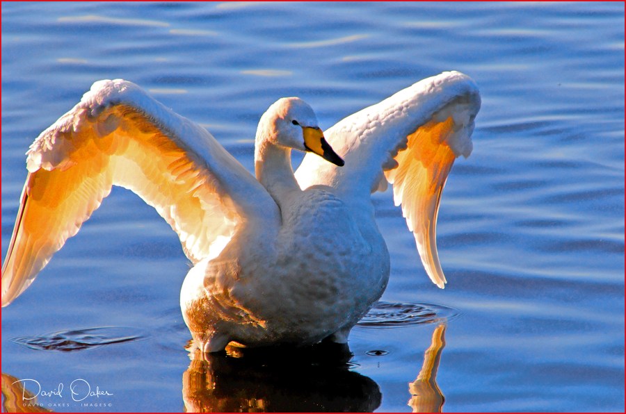 I-can-Spread-my-wings